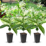 Clerodendrum Plants Live Well-Rooted for Outdoor Planting, Clerodendrum Tropical Live Plant, 5"-9" in Tall (Musical Note Clerodendrum)