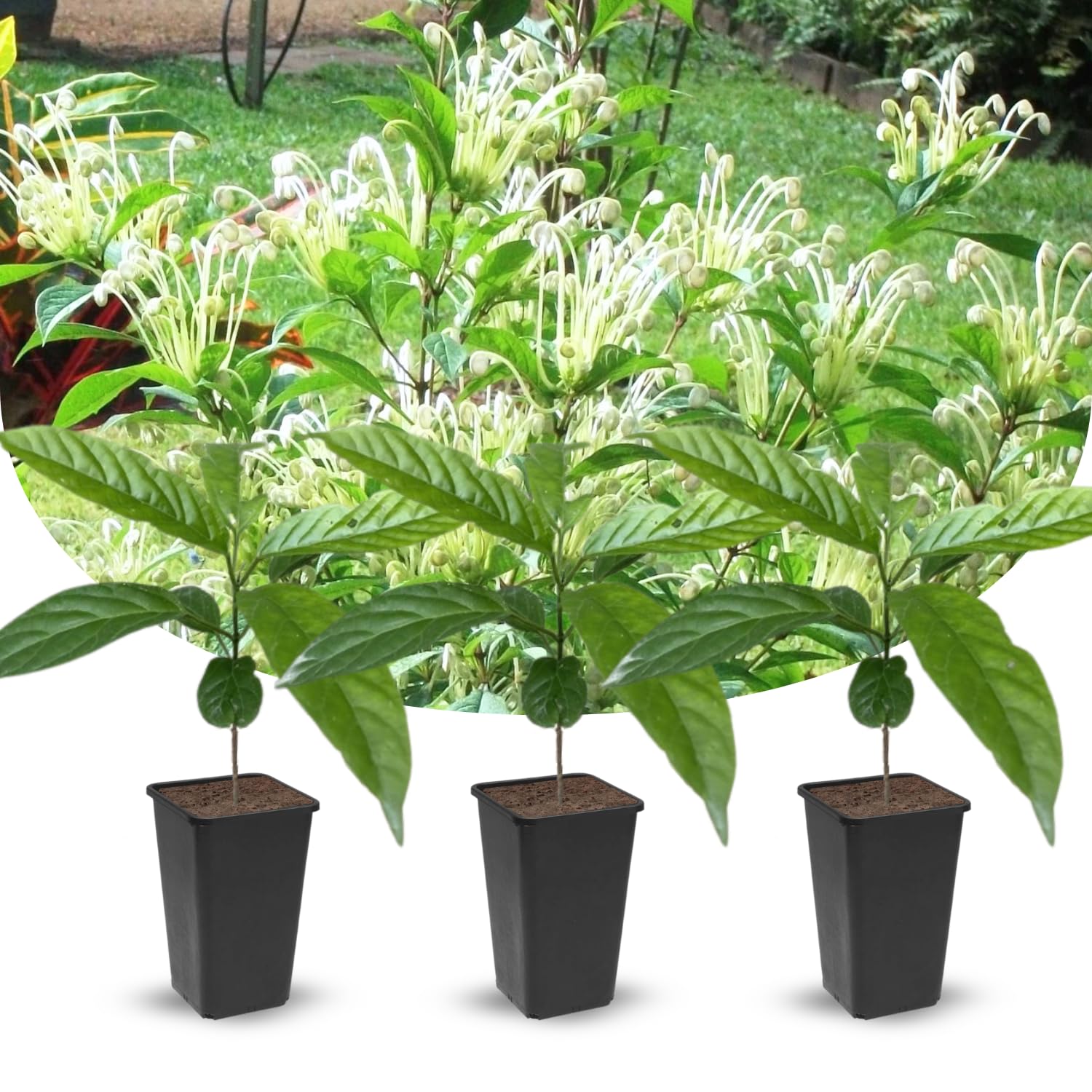 Clerodendrum Plants Live Well-Rooted for Outdoor Planting, Clerodendrum Tropical Live Plant, 5"-9" in Tall (Musical Note Clerodendrum)