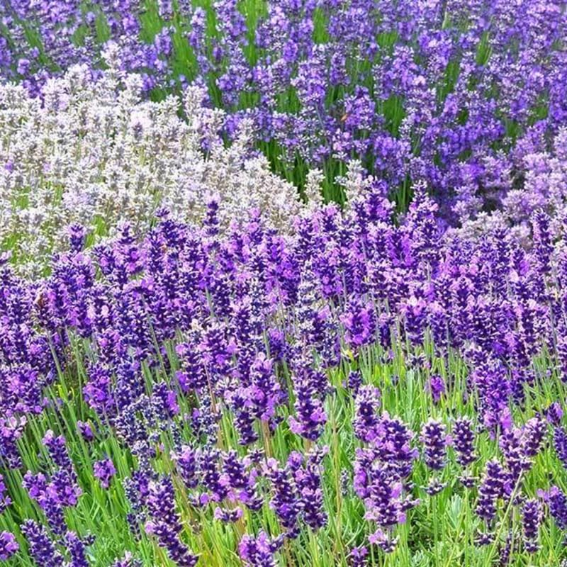 2 Lavender Plants Live Flower, Lavandula Perennial Starter Plants Plugs, 4-8" Tall for Planting Indoor Outdoor (Mix Lavender)