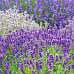 2 Lavender Plants Live Flower, Lavandula Perennial Starter Plants Plugs, 4-8" Tall for Planting Indoor Outdoor (Mix Lavender)