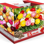 Pack 25 Ranunculus Bulbs for Fall Planting, Ranunculus Corms for Planting, Peony Ranunculus Bulbs for Planting, Ranunculus Flowers Ornaments Perennial Garden (Mix Ranunculus)