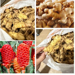 10 Awapuhi Pinecone Shampoo Ginger Rhizomes Plants, Red Ginger Plants, Fast Growing, Rare Plant for Outdoor Gardening, Fresh Bulbs