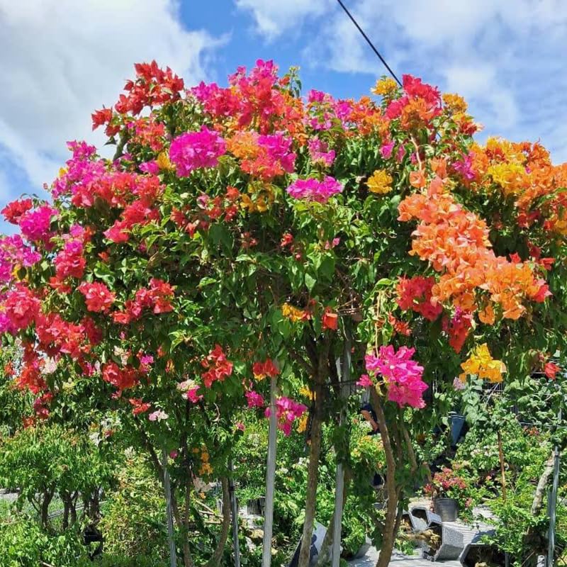 2 Assorted Bougainvillea Plants Live, Flowering Bougainvillea Vine for Outdoor Garden or Trellis, 5-9 Inch Tall, Very Hardy