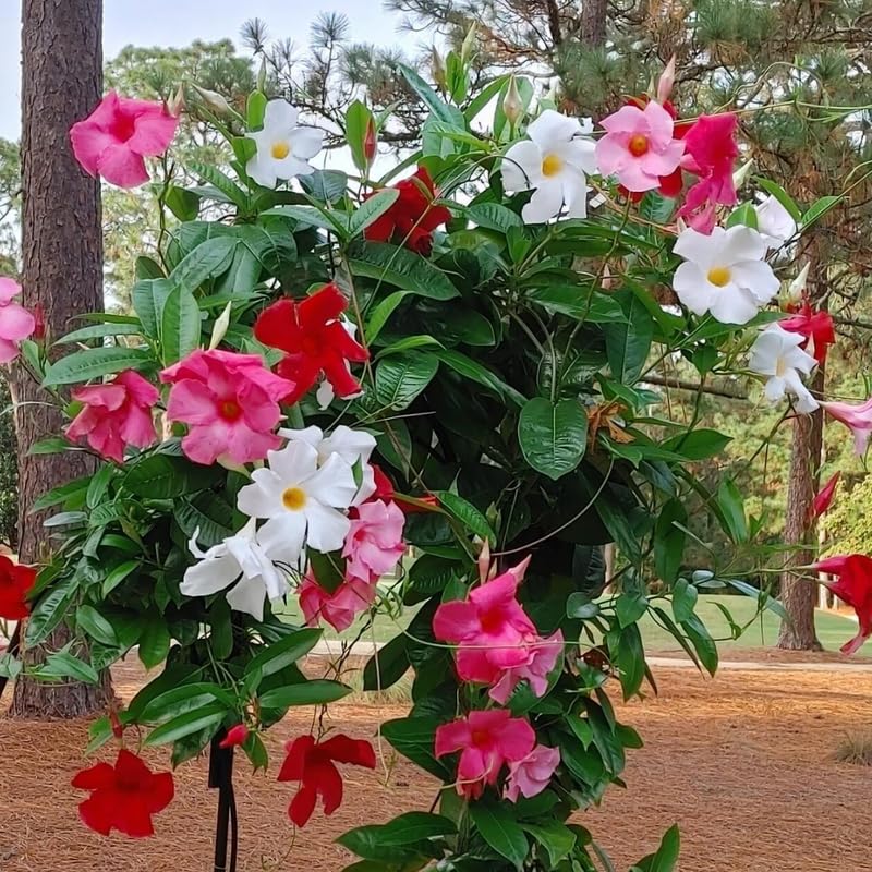 2 Mixed Mandevilla Live Plants, Flowering Mandevilla Plants, 5-9” Tall, Mandevilla Trellis Vines for Outdoor Garden and Containers