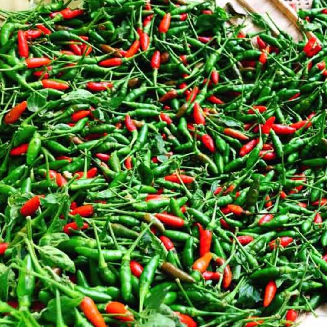 Sets 2 Chile Pequine Pepper Plants Live, Super Hot Peppers Live Plants, 90 Days Old Hot Chili Plant for Spring Planting
