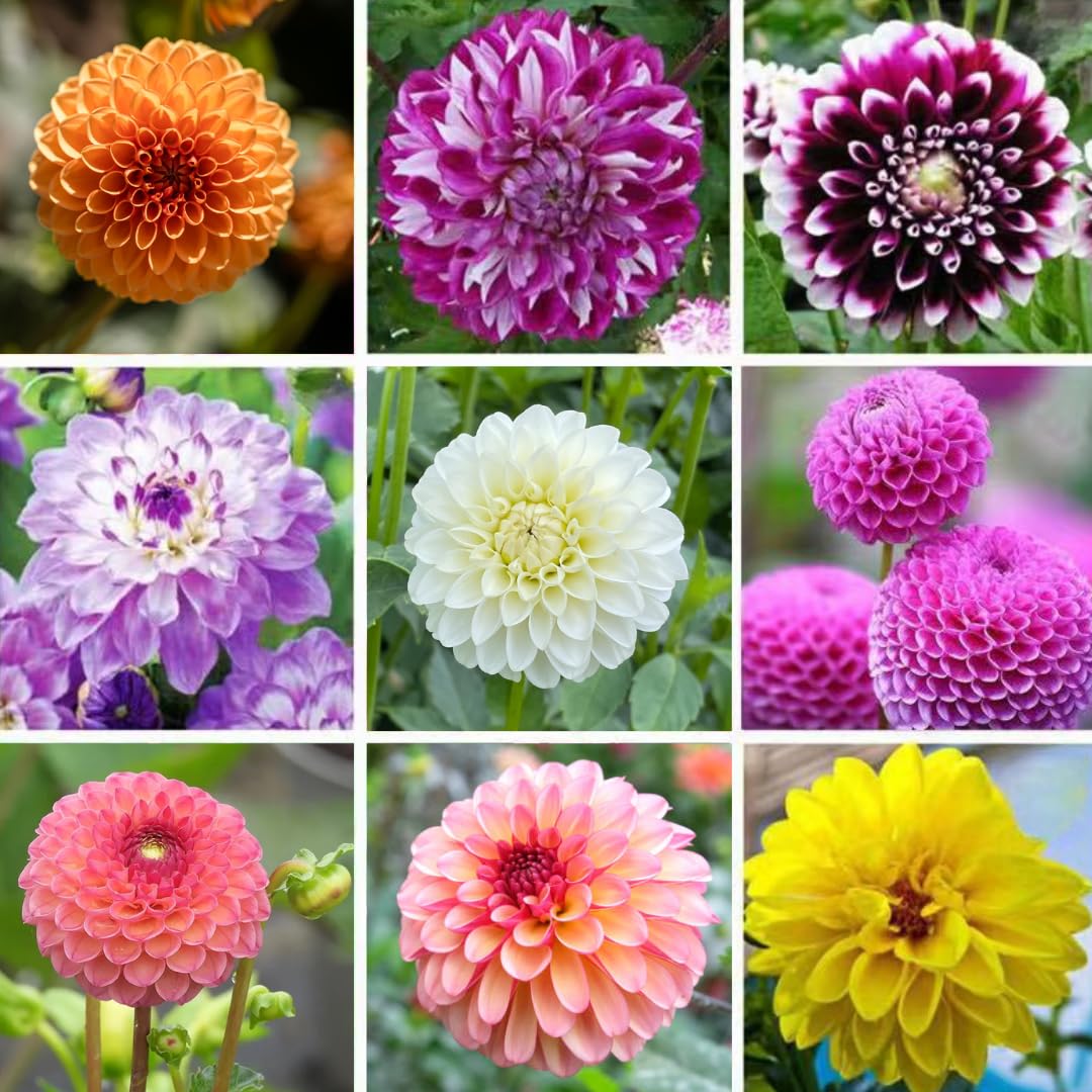 Set 3 of Dahlia Bulbs for Planting Indoor, Mix Dahlia Bulbs for Spring Planting, Perennial Flower
