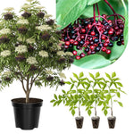 3 Black Elderberry Plants Live for Growing 6 to 12 Inch Height, American Elderberry Bush Live Plants, Sweet Fruit Trees