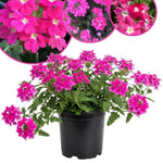 Verbena Live Plants 4 to 8 Inches Tall, Verbena Live Plant, Perennial Flower Trailing Plants for Planting, Well-Rooted Plant (Pink)