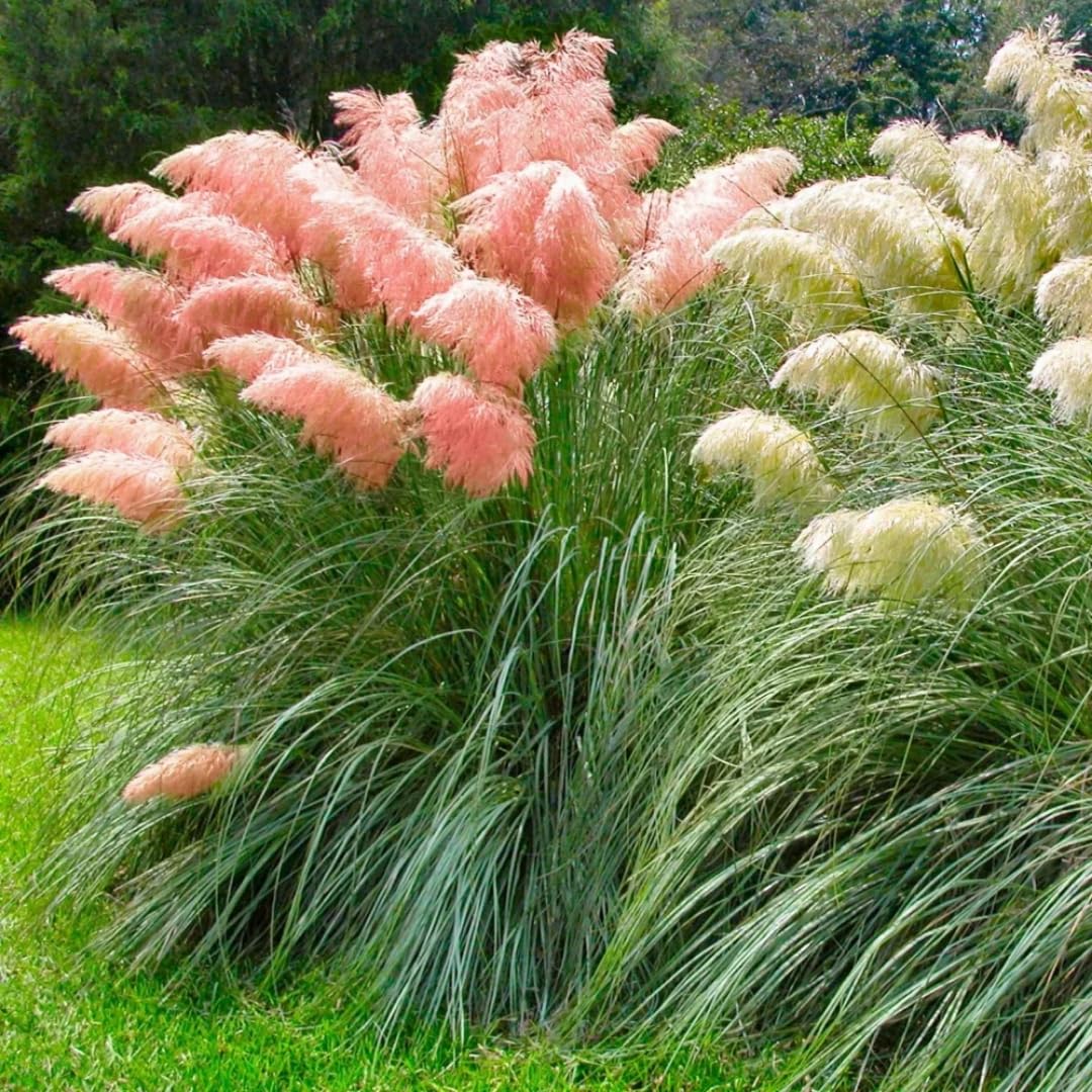2 Pampas Grass Plants Live, Ornamental Grasses Live Plants Perennial, Mix Pampas Grass Live Plants Outside