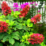 Reblooming Hydrangea Flowers, Hardy Hydrangea Plant Live Bush Shrub, 5-8" Tall Well-Rooted for Garden, Change Colors (Ruby Hydrangea)