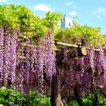 2 Wisteria Plants Live Trees Vines for Home Décor, Outdoor Planting, Size 6-12", Dormant in Winter, Hardy