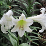 3 Large White Lily Bulbs, 4-6 Inch, White Lilies Bulbs, Flowering Bulb for Outdoor Garden Beds and Containers