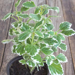 2 Swedish Ivy Plants Live Indoors to Grow, in 4 Inch Pot, Purple Plectranthus Swedish Ivy House Plants, Live Swedish Ivy Vine, 4-6" Tall (Variegated Swedish Ivy)