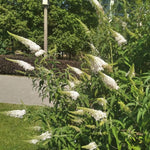 AVERAR 6 Months Old White Butterfly Bush Live Plant, Butterfly Bushes Ready to Plant Outdoor, Buddleia Plant Bush Shrub 5-7 Inches Tall, No Pot