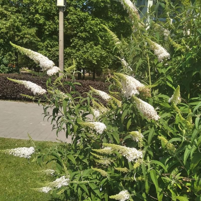 AVERAR 6 Months Old White Butterfly Bush Live Plant, Butterfly Bushes Ready to Plant Outdoor, Buddleia Plant Bush Shrub 5-7 Inches Tall, No Pot