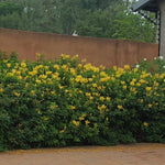 Set 2 Fragrant Honeysuckle Plants Live, Live Honeysuckle Plants 5-9" Tall Vines Bushes Climbing for Planting (Yellow Mango Cape)