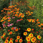 2 Mums Plants Live, Yellow Orange Chrysanthemum Plants Live, 5 to 7 Inc in Height, No Potted, Chrysanthemum Flower Mum Live Plant