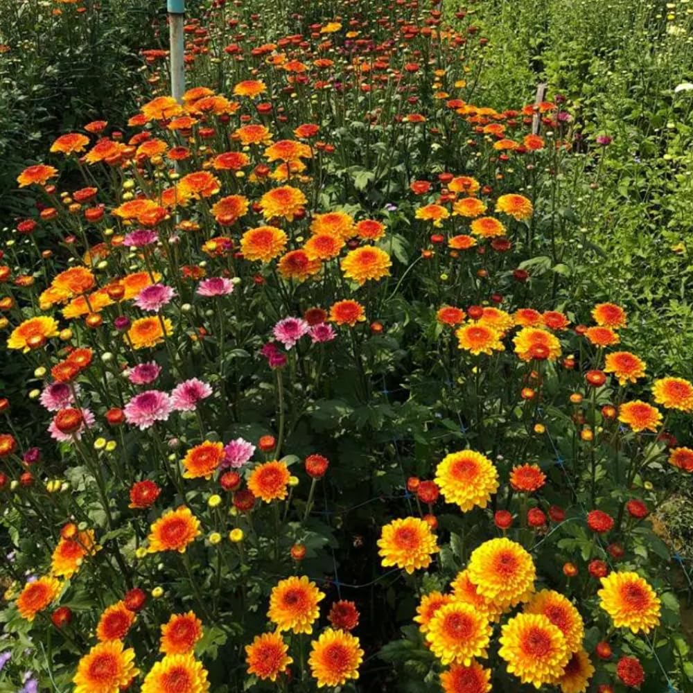 2 Mums Plants Live, Yellow Orange Chrysanthemum Plants Live, 5 to 7 Inc in Height, No Potted, Chrysanthemum Flower Mum Live Plant
