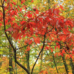 Fragrant Sassafras Tree Live Plant, 8-15" Tall Seedling in Pot, Colorful Autumn Foliage, Sassafras Plant for Landscaping