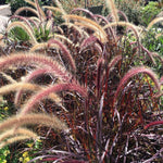 Pack 2 Fountain Grass Plants Live, Ornamental Grasses Live Plants Perennial Potted Plants Ready to Grow, 5-9 Inch Height (Red Purple Fountain Grass)