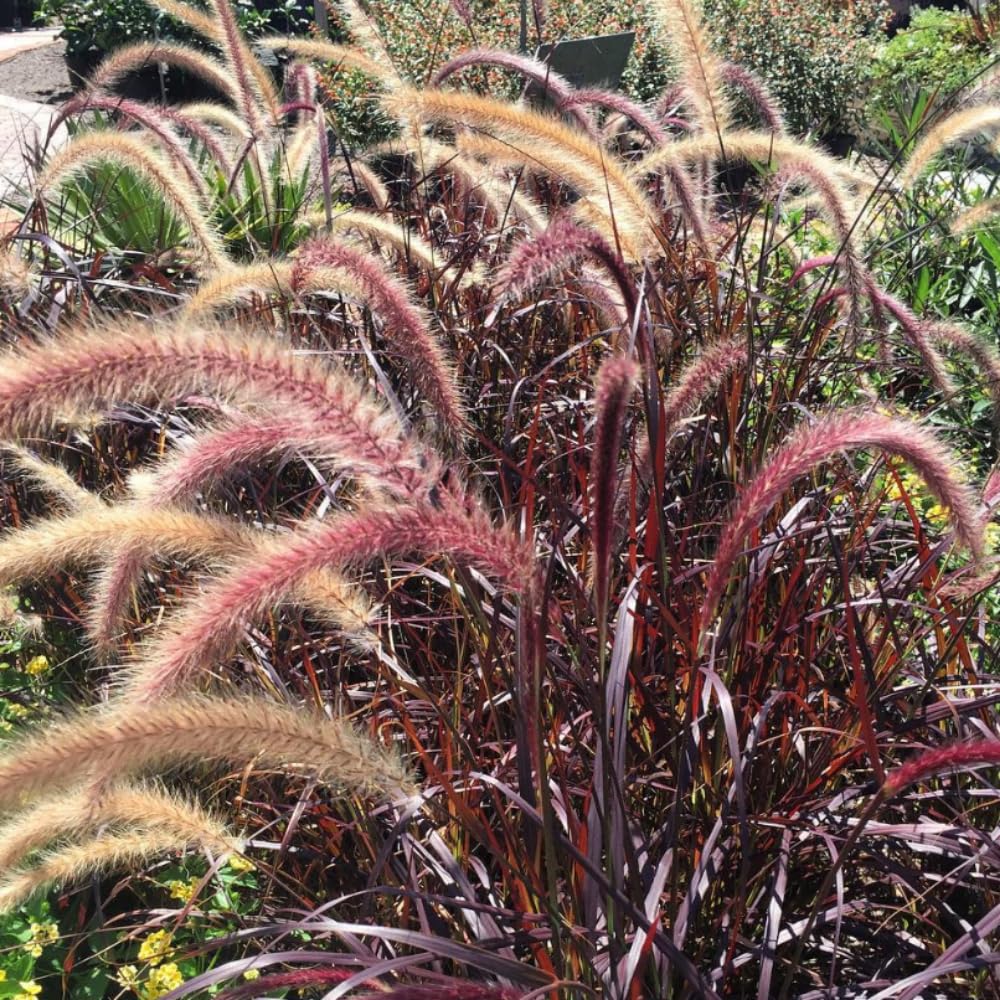 Pack 2 Fountain Grass Plants Live, Ornamental Grasses Live Plants Perennial Potted Plants Ready to Grow, 5-9 Inch Height (Red Purple Fountain Grass)