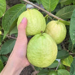White Guava Plant Live 4-8 Inch Tall, Sweet Tropical Guava Fruit Tree Seedling, Garden and Container Growing