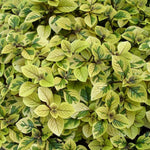 Set 4 of Golden Swedish Ivy Plants, 4 Inc to 6 Inc Tall Seedling, House Plant Live, Live Swedish Ivy Plants, Swedish Ivy Live Plants