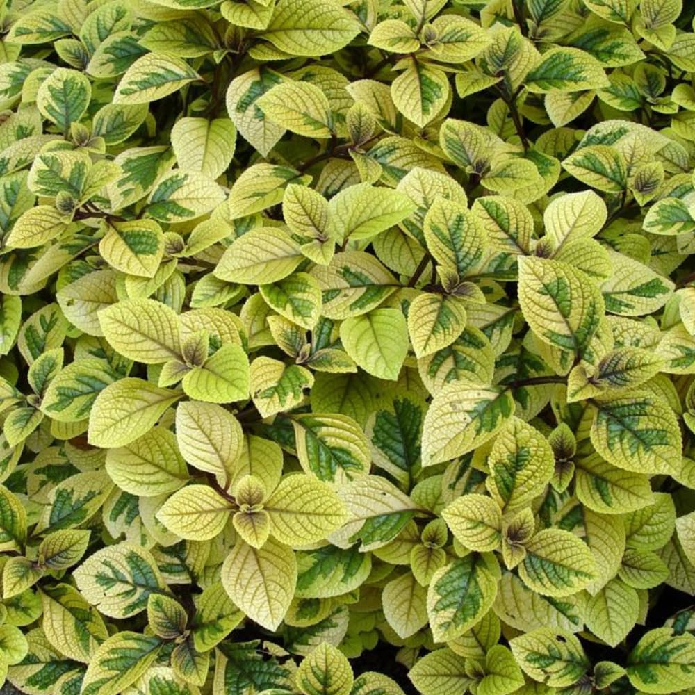 Set 4 of Golden Swedish Ivy Plants, 4 Inc to 6 Inc Tall Seedling, House Plant Live, Live Swedish Ivy Plants, Swedish Ivy Live Plants