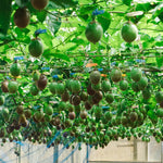 Passion Fruit Tree Live Plant, Purple Passionfruit Vine Plant Live, Passion Fruit Plant for Garden Outdoor or Indoor, 5 to 8 Inc in Height