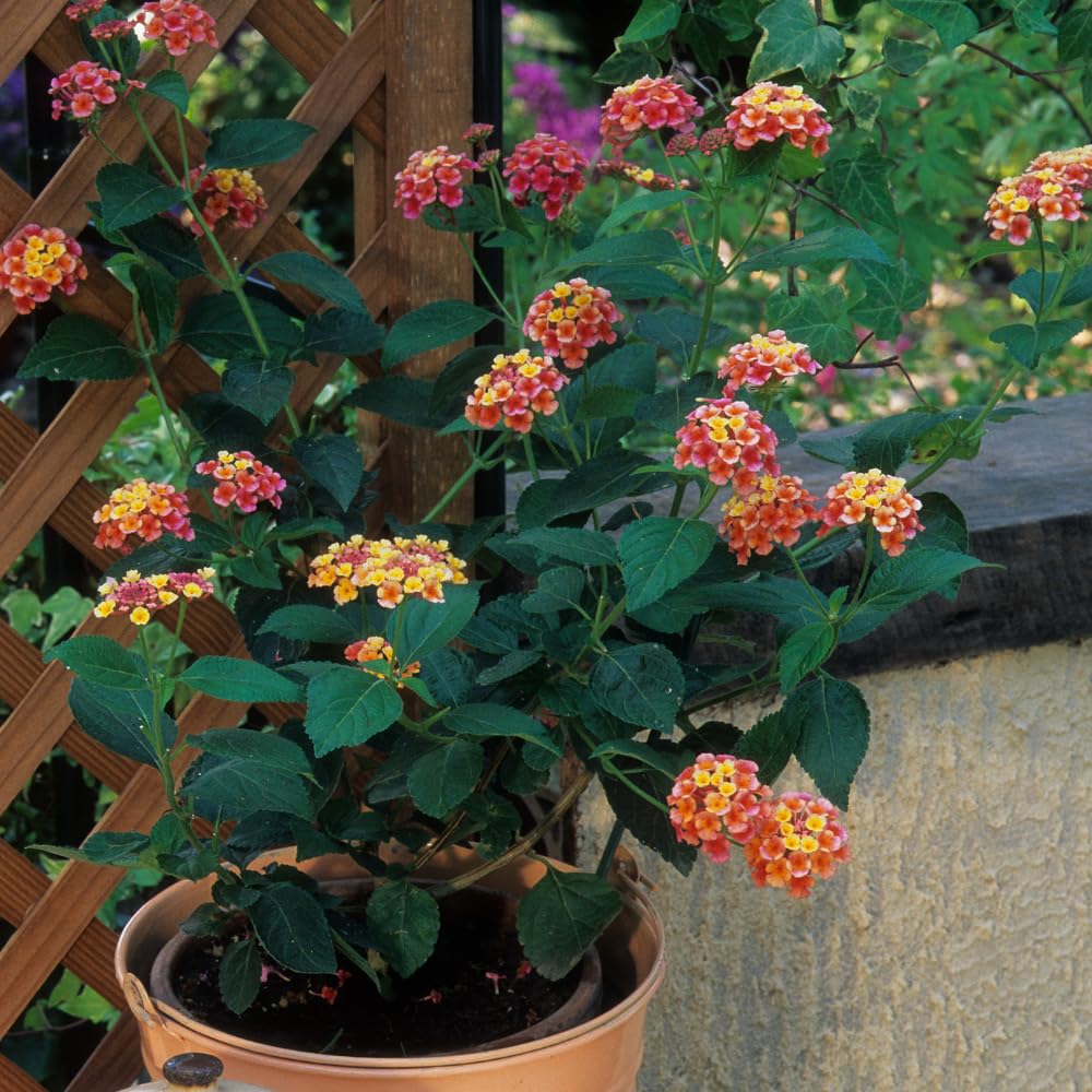 Pack 2 Lantana Live Plants for Planting, Hardy Perennial Lantana Bushes Well Rooted 4-7 Inches, Assorted Blooms (Assorted Flowers)