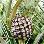 2 Pineapple Plants Live 4 to 7 Inch Tall, Sweet Pineapple Trees Live Plants, Cold Hardy Pineapple Fruit Trees (White Jade Pineapple)