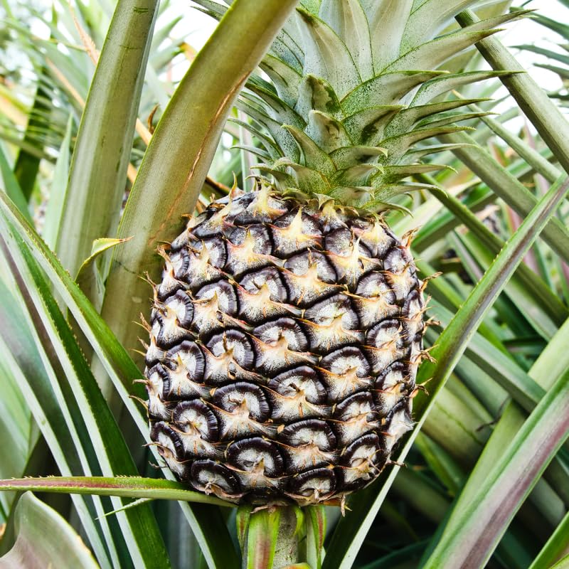 2 Pineapple Plants Live 4 to 7 Inch Tall, Sweet Pineapple Trees Live Plants, Cold Hardy Pineapple Fruit Trees (White Jade Pineapple)