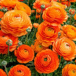 25 Ranunculus Bulbs for Spring Planting, Perennial Flowers Bulbs for Gardens, Vibrant Peony Buttercup Corms for Outdoor Borders (Orange Ranunculus Bulbs)