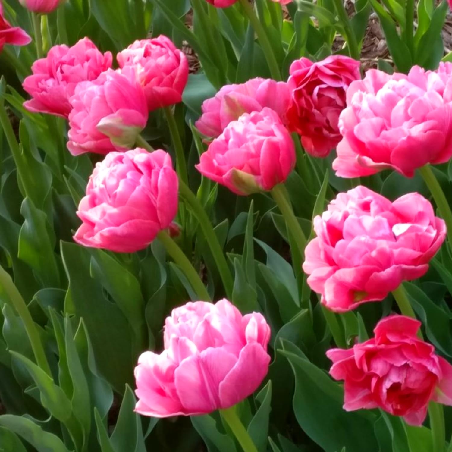 Mix Double Tulip Bulbs for Fall Planting, 20 Tulip Flower Bulbs, Large Bulbs