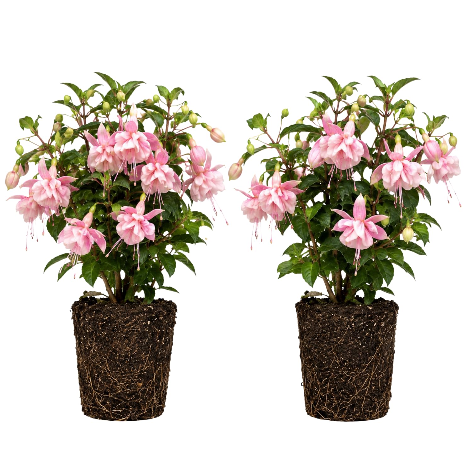 Set 2 Fuchsia Plants Live 2-5 Inches Tall, Colorful Hanging Flower Plants for Patio, Garden and Containers (Light Pink)