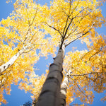 Quaking Aspen Tree Seedlings 18-24 Inches, Yard and Garden Planting, Hardy, Vibrant Fall Foliage