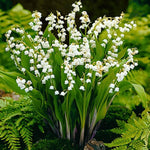 10 Lily of The Valley Bulbs, White Fragrant Lily Flower Roots, Perennial Lilies of The Valley Flowering Plants