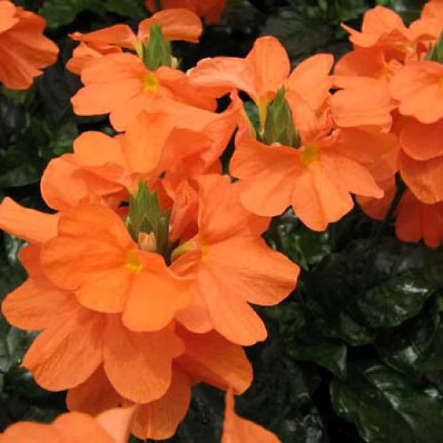Set 4 of Orange Crossandra Plants Live from 4 Inc Tall in 4'' Potted, Live Crossandra Plants Garden