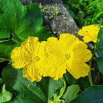 Luffa Plants Live, 2 Luffa Gourd Live Plant, 3 to 5 Inches Tall, Loofah Gourd Plants for Growing Indoor Outdoor, 4 Inches Pot