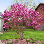 Dormant Ann Magnolia Tree Live Plant 4-8 Inches, Pink Blooms Magnolia Bush, Fragrant Magnolia for Growing