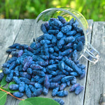 Honeyberry Bush Plant, 6-8 Inch Tall Sweet Blue Honey Berry Tree, Perennial Haskap Plant