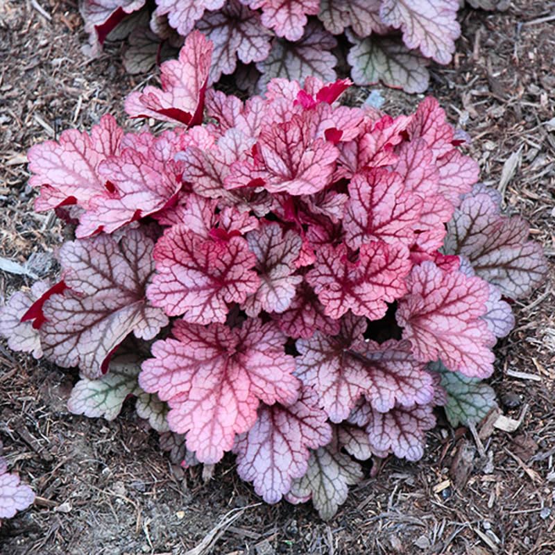 Pack 3 Heuchera Plants Live, Coral Bells Plants 4-7” Tall for Shade Gardens, Borders, Pots, Heuchera Perennials Seedlings (Purple Black Heuchera)
