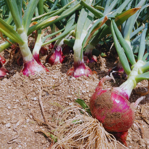 10 Egyptian Walking Onions Plants Live for Planting Outdoors Indoors, Onion Bulbs Plant Live, Size Plant 3 to 5''