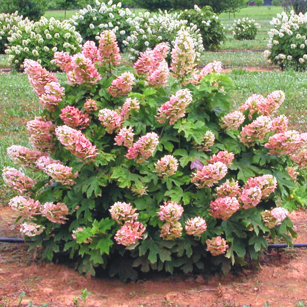 Hydrangea Plant Live, Reblooming Hydrangea Flowers Well-Rooted, Hardy Bush Shrub, 5-9" Tall, Vibrant Shades (Ruby)