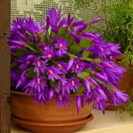 Easter Cactus Plants Live, Spring Bloom, Cold Hardy, 5-9" in Tall, No Pot, Starter Holiday Cactus Plant for Indoor Outdoor Houseplants (Purple)