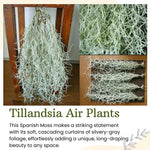 Air Plants Spanish Moss for Plants Indoor, Tillandsia Air Plant Live, Air Purifying Plant Indoor, Clump 10" Long for Home Garden Decoration, Hanging Houseplant