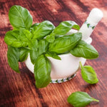 15 Sweet Basil Plants Live, Live Basil Plants, Basil Live Plants, 5 to 8 Inches Tall Outdoor or Indoor Garden
