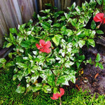 2 Variegated Red Hibiscus Tree Live Plant, Hardy Flower Plants Live, 8 to 11 Inches, Shrub Tree for Garden