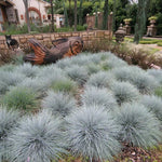Combo 2 Fescue Blue Grass Live Plants in 4 Inches Pot, Oramental Grass for Gardening Lawn Patio, 2 Plants Per Pot