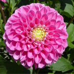 Bright Purple Dahlia Bulbs Plant, 2-3" Tall, Dahlia Flower Bulbs for Outdoor Garden, Flowering Tuber Cluster for Planting, Not Live Plant